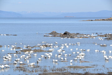 Snow geese on the river in spring, L'islet, Québec, Canada