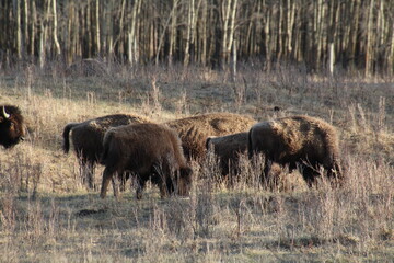 Plakat american bison grazing