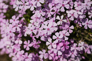 ピンクの絨毯を敷き詰めたような芝桜