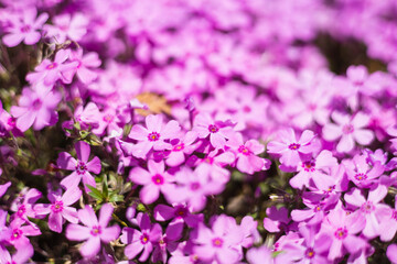 ピンクの絨毯を敷き詰めたような芝桜