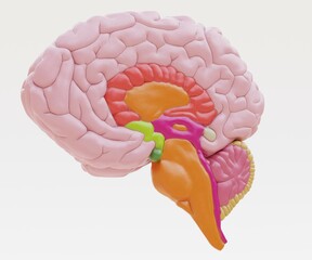 Realistic 3D Render of Plastic Human Brain