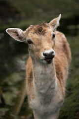 Deer in the woods close-up