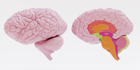 Realistic 3D Render of Plastic Human Brain
