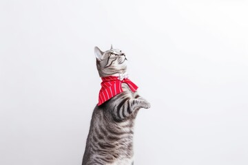 portrait of a cat looking up