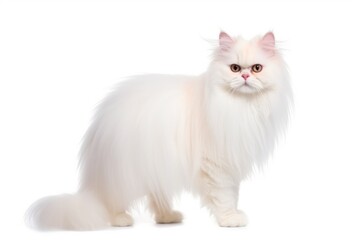 a surprised cat portrait