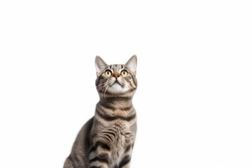 Fototapeta premium a surprised cat portrait