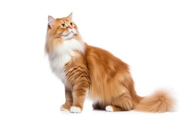 Fototapeta premium a surprised cat portrait