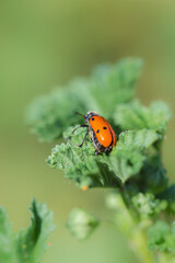 macro photography of insect in a meadow in the morning light