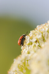 macro photography of insect in a meadow in the morning light