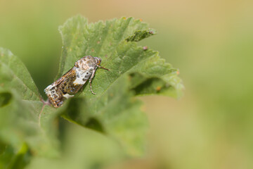 macro photography of insect in a meadow in the morning light