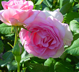Rosas en el Parque Cervantes, Barcelona  © luzimag