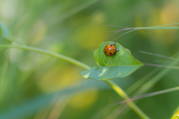 macro photography of insect in a meadow in the morning light