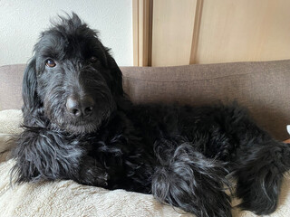 Golden Doodle, black