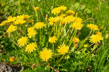 Yellow dandelions in the grass. タンポポ