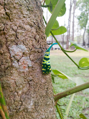 Pyrops viridirostris (Westwood, 1848)
on the tree in the garden at thailand,fulgorid bug.