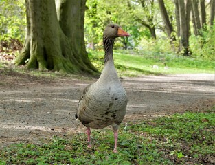Fototapeta premium Gans/Ente auf Spaziergang im Wald (duck, goose)