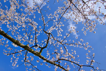 Obraz premium 青空と桜