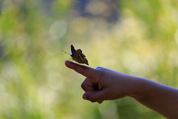 Butterfly and child