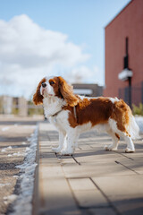 Cute cavalier king charles spaniel proudly stays with backdrop of the premium real estate district