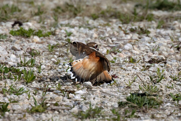 The killdeer (Charadrius vociferus) is a large plover found in the Americas. A bird mimicking injury on a near  the nest