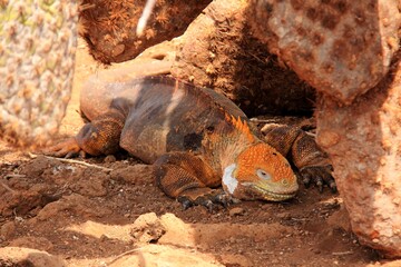 Obraz premium Animals are a traditionally (since the time of Aristotle) distinguished category of organisms, currently considered as a biological kingdom. Animals are the main object of zoology study.