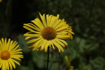 Doronicum orientale ´Little Leo´ flowers