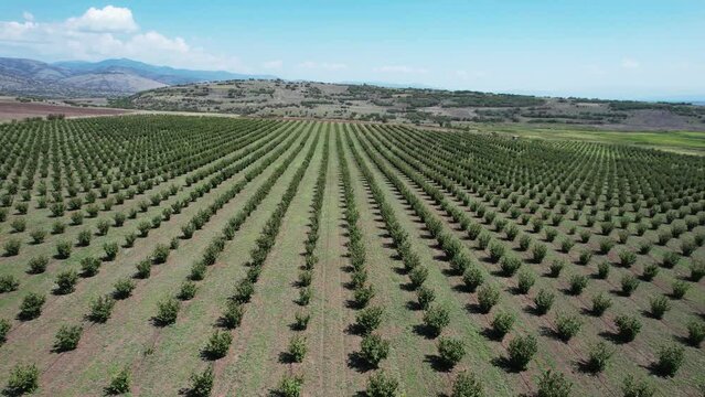 Plantation of hazelnut, walnut trees on agriculture field on a sunny day, aerial drone view