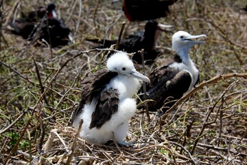 Animals are a traditionally (since the time of Aristotle) distinguished category of organisms, currently considered as a biological kingdom. Animals are the main object of zoology study.