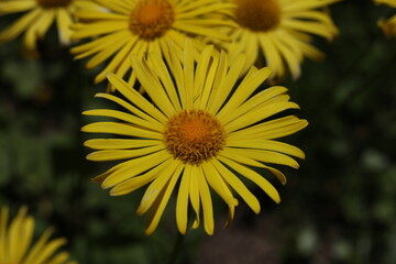 bright yellow Doronicum orientale ´Little Leo´ flowers 