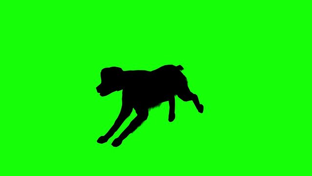 Silhouette of a brittany dog running on green screen, perspective view. Animal silhouettes, seamless loop 3D animation