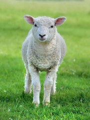 Naklejka na ściany i meble cut white lamb looking camera in a green meadow