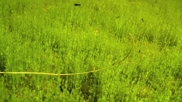 Underwater footage of Horsehair worm (Nematomorpha) moving his body in freshwater pond. Estonia.