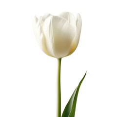 white tulip isolated on on transparent background cutout