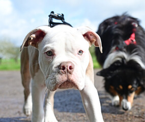 Adult dog with puppy