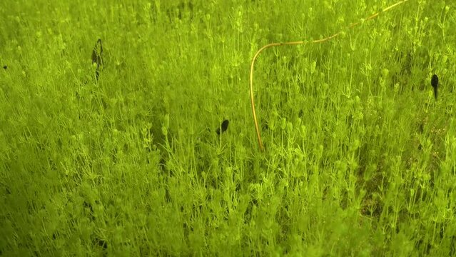 Underwater footage of Horsehair worm (Nematomorpha) moving slowly in shallow freshwater pond, tadpole is going to meet him. Estonia.