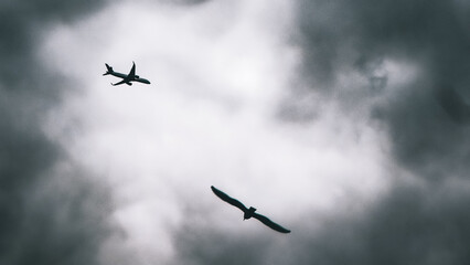 Aircraft Flying with Bird in the Sky