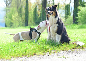 Adult dog with puppy