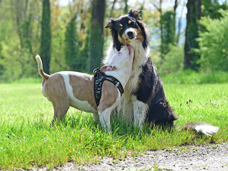 Adult dog with puppy