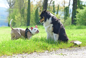 Adult dog with puppy