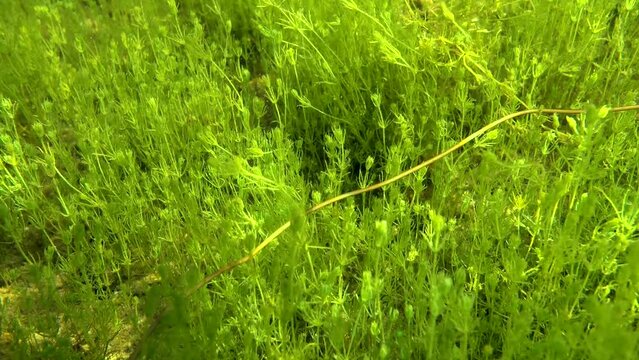 Rear underwater footage of Horsehair worm (Nematomorpha) at he bottom of shallow pond in wild, Estonia.