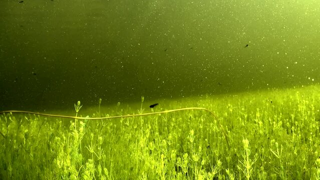 Rear underwater footage of Horsehair worm (Nematomorpha) swimming in a shallow pond in wild, Estonia.
