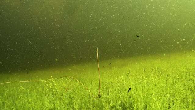 Rear underwater footage of Horsehair worm (Nematomorpha) swimming in a shallow pond in wild. Estonia.