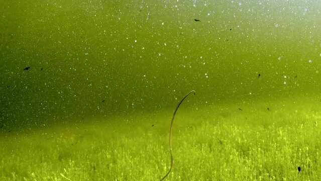 Rear underwater footage of Horsehair worm (Nematomorpha) swimming in a murky waters of shallow pond. Estonia.