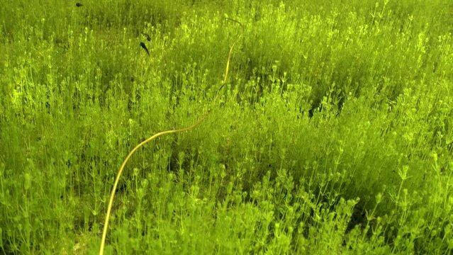 Underwater footage of Horsehair worm (Nematomorpha) moving his body intensely in freshwater pond. Estonia.