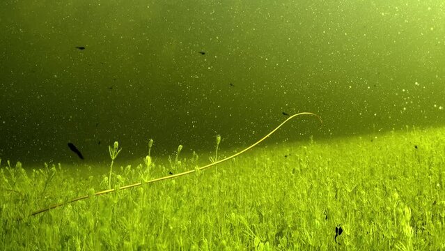 Rear underwater footage of Horsehair worm (Nematomorpha) swimming in a murky waters of shallow pond, Estonia.