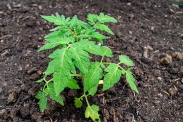 Young tomato plant in the greenhouse