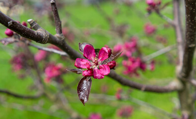 Macro shot of a red apple blossom in spring