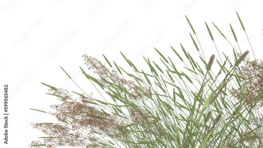 Sticker various types of grass, foxtail grass