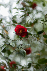 Spring, flowers in a park in Paris