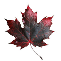 autumn red maple leaf, autumn, isolated on white, transparent background cutout